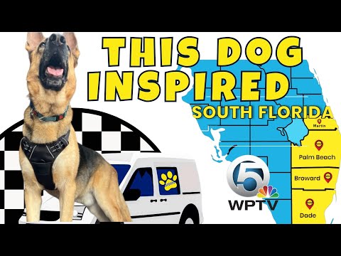 🎉 Rescue dog is healed from Heartworm! 🦟❤️‍🩹 @WPTVnews