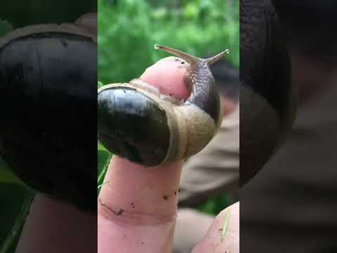 Snails 🐌 😂#snails #shorts