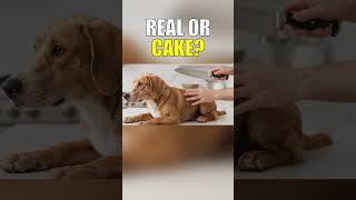 Is That A Cake Or A Dog?
