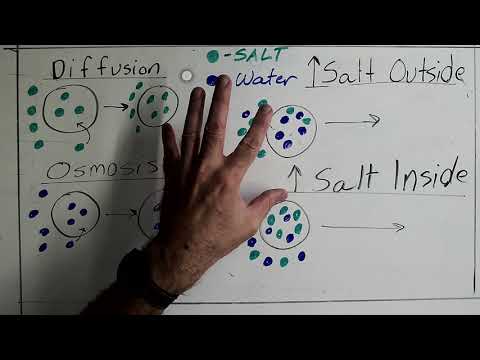 Diffusion, Osmosis, and Cells in Salty Stuff
