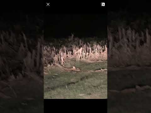 Big Buck Spotted