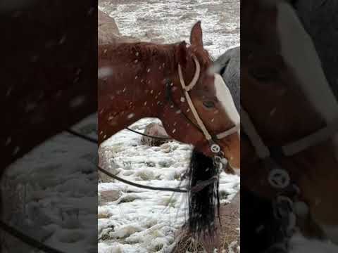 God blessed me with this life #lifestyle #horse #cowgirl #blessed #cowhirse #cowhorse