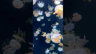 Beautiful Jelly Fishes | True8k - 8K Videos Ultra HD