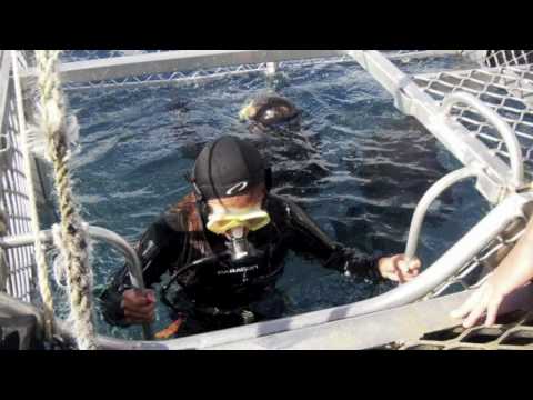 Shark Cage Diving!