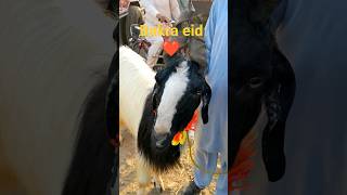 Bakra eid #youtube #shorts #bakraeidspecial #bakraeid2023 #bakraeidshort