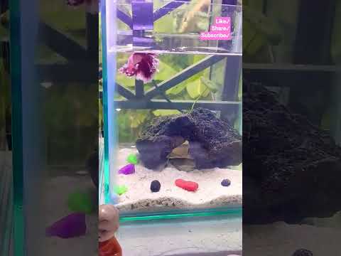 Betta fish #betta #bettafish #aquarium #trending #youtubevideo