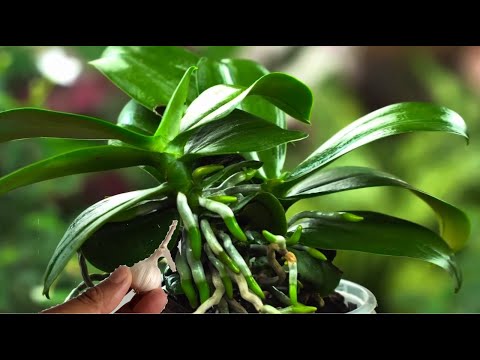 Just apply it at the base - Even weak orchids will start growing new roots.