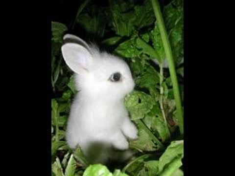 Super Cute bunny!