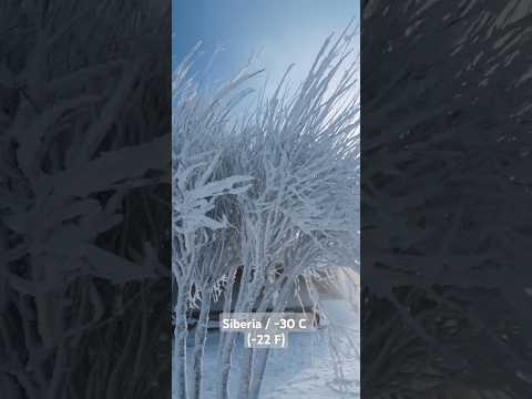 Siberia in winter. Air temperature is -30 C (-22 F)