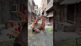 Bakra Eid funny videos #cow #strongbull #animalsong #ytshorts #animals #trending #bakraeid2025 #cow