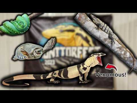 Giant Lizards, Exotic Snakes, & MORE! MonitorFest 2024 and a Crazy Reptile Expo!