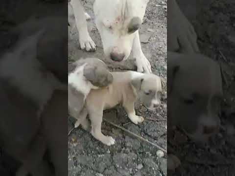 almost #dog #puppy #pets