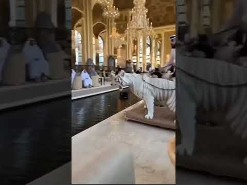 Just a casual coffee date in Dubai... until this happened.