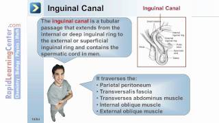Rapid Learning: The Gastrointestinal System - Normal Processes of the GI Tract