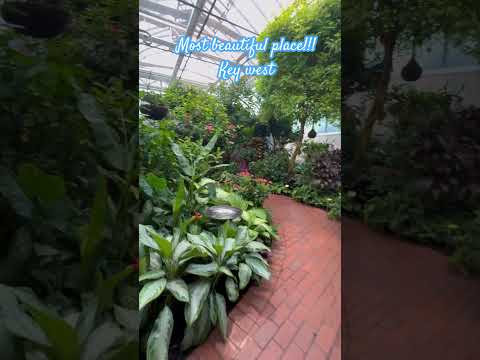 Key west butterflies 🦋 #floridaliving #relocatetoflorida #floridarealestate #keywest #yourrealtor