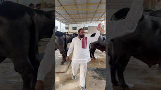 Chappal Bazaar Laddu Yadav Sadar Getting Ready | Sadar Festival in Narayanaguda #sadar2024