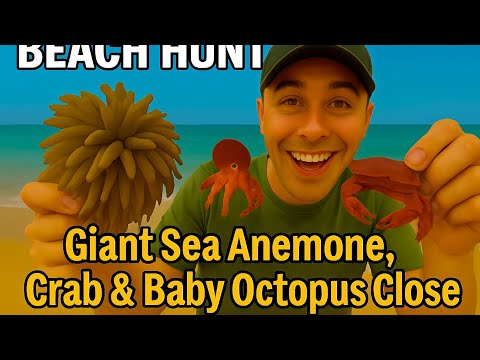 Beach Hunt: Giant Sea Anemone, Crab & Baby Octopus Up Close!