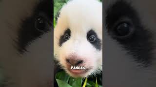 How happy is the childhood of pandas?#panda #cute #pandalife