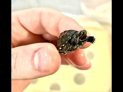 Baby Musk Turtles Eating and Exploring