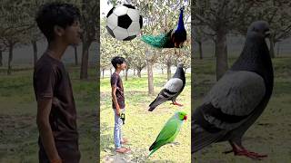 Rounding coconuts to Duck, Peacock, Pigeon & Parrot - Birds names magic video#foryou#plzsupport