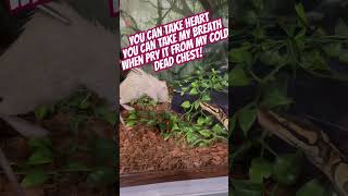 #reptiles #royalpythons #feedingsnakes #ballpython #snakefeeding #skillet