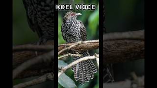 Asian Koel bird call #koel#asian