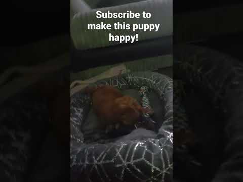 subscribe for this puppy to be happy #shorts
