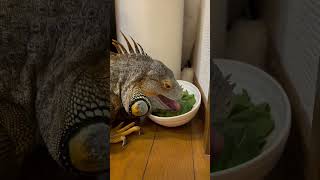 #pet #lizard #girgit #chameleon #shorts #tranding #short