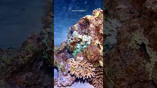 Octopus: The Ultimate Camouflage Master #Camouflage #OceanMagic #SeaPhantom