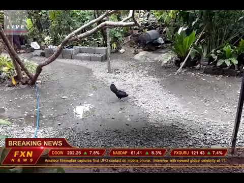 Chicken flattened by a sattelite