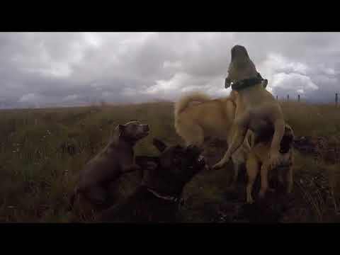 AMAZING DOGS - Search for the Lost Bonio 12A