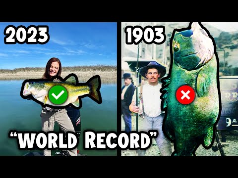 Where Did The Fish Go?