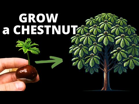 How to Grow a Chestnut That’ll Outlive You!