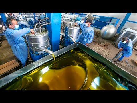 How Olive Oil is Made!