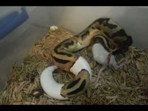 Piebald Ball Python eating