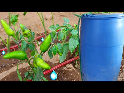 How to make a homemade and automatic 200-liter gravity drip irrigation system.
