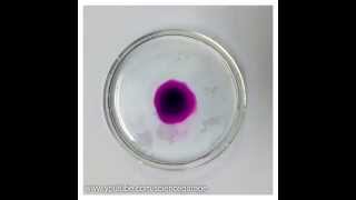 Potassium Permanganate Diffusion (Time Lapse)