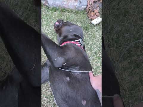 getting scratches #bigdog #italianmastiff #bellyrub #legs #bigpaws #mybff #mydog #canecorso