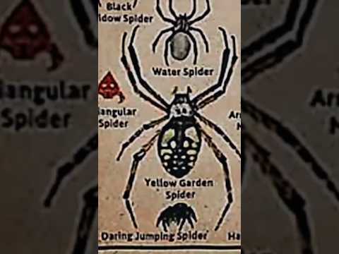 TYPES OF SPIDERS|YELLOW GARDEN SPIDER|PART-11|#creature #spider@LIKEMYTH @tseries @MrBeast
