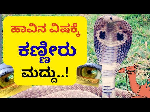 ಕಣ್ಣೀರಿಗೂ ಬಂತು ಕಾಲ.. ಒಂಟೆ ಕಣ್ಣೀರಿಗೆ ಡಿಮ್ಯಾಂಡಪ್ಪೋ ಡಿಮ್ಯಾಂಡ್..! Camel tears | Snake venom