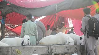 Copyright-Free - Stock Footage : Goat Market Pakistan EId ul Adha