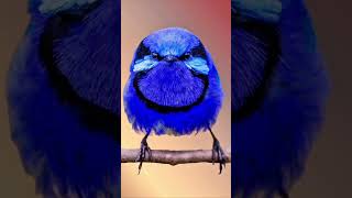 Birds and Their Habitats | Exploring Nature's Diversity | #BirdingExpeditio #EcoAdventures #Birding
