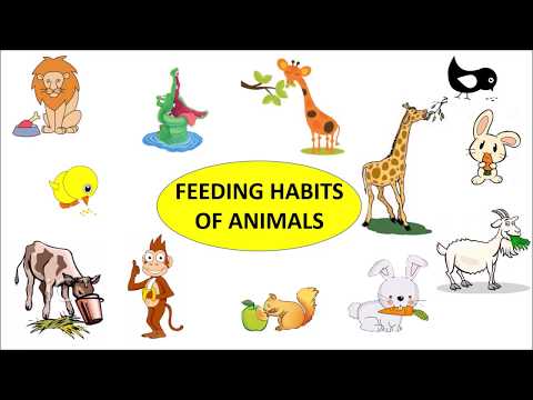 CBSE: Class 3: Science: Feeding Habits of Animals