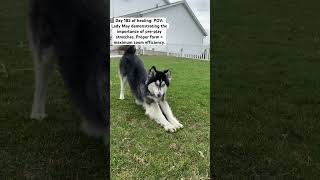 proper form = maximum zoom efficiency #shorts #dogshorts #rescue #adoptdontshop