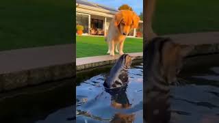 Cats & Dogs stories #shorts #petlover #animallovers