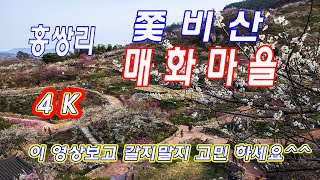 Climbing to Mt. Chasbi and enjoying the scenery of plum blossoms in Maehwa Village  (Drone shooting)