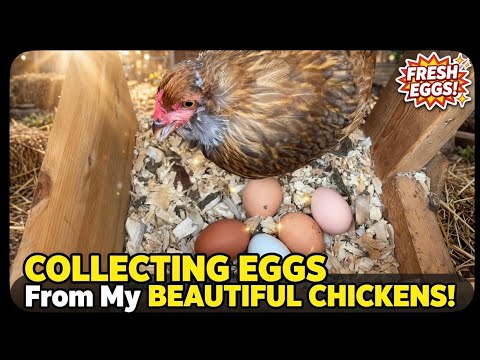 Beautiful morning with chicken #chicken #chickencoop #homestead #farm #babychicks #backyardchicken #