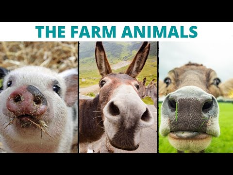 THE FARM ANIMALS
