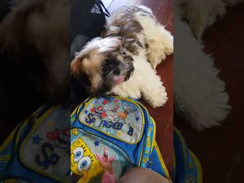 puppy relaxing