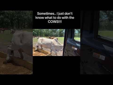 Sometimes .. these cows are too much #cow #farmvlog #gyrcattle #farming #farmlife #weirdcow